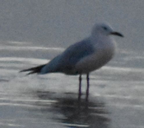 Шөвгөр цахлай - ML643113783