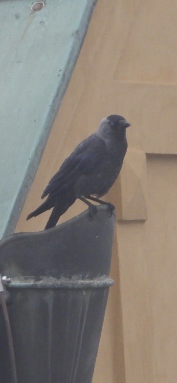Eurasian Jackdaw - ML643113791