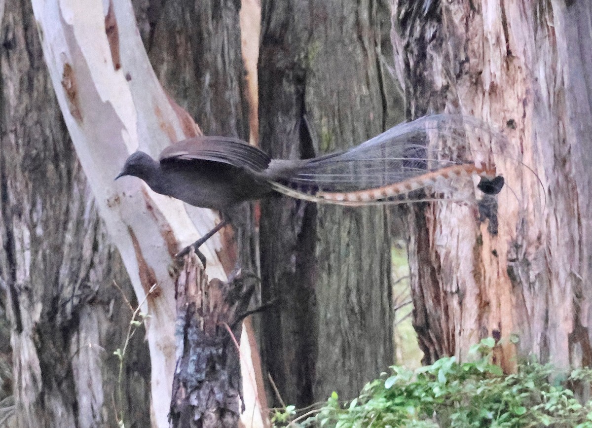 Superb Lyrebird - ML643113794