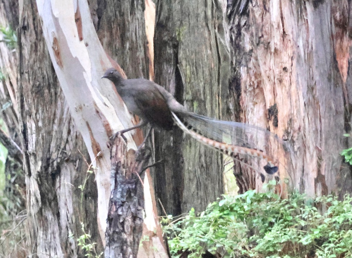 Superb Lyrebird - ML643113798