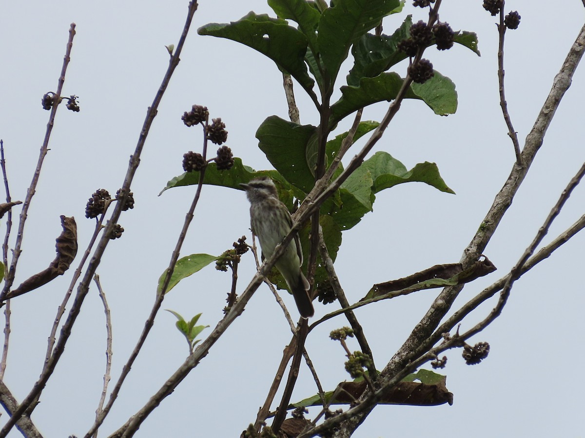 Variegated Flycatcher - ML643113836