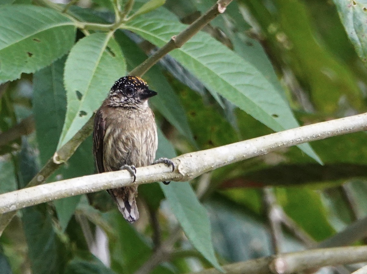 Olivaceous Piculet - ML643113840