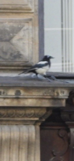 Eurasian Magpie - ML643113866