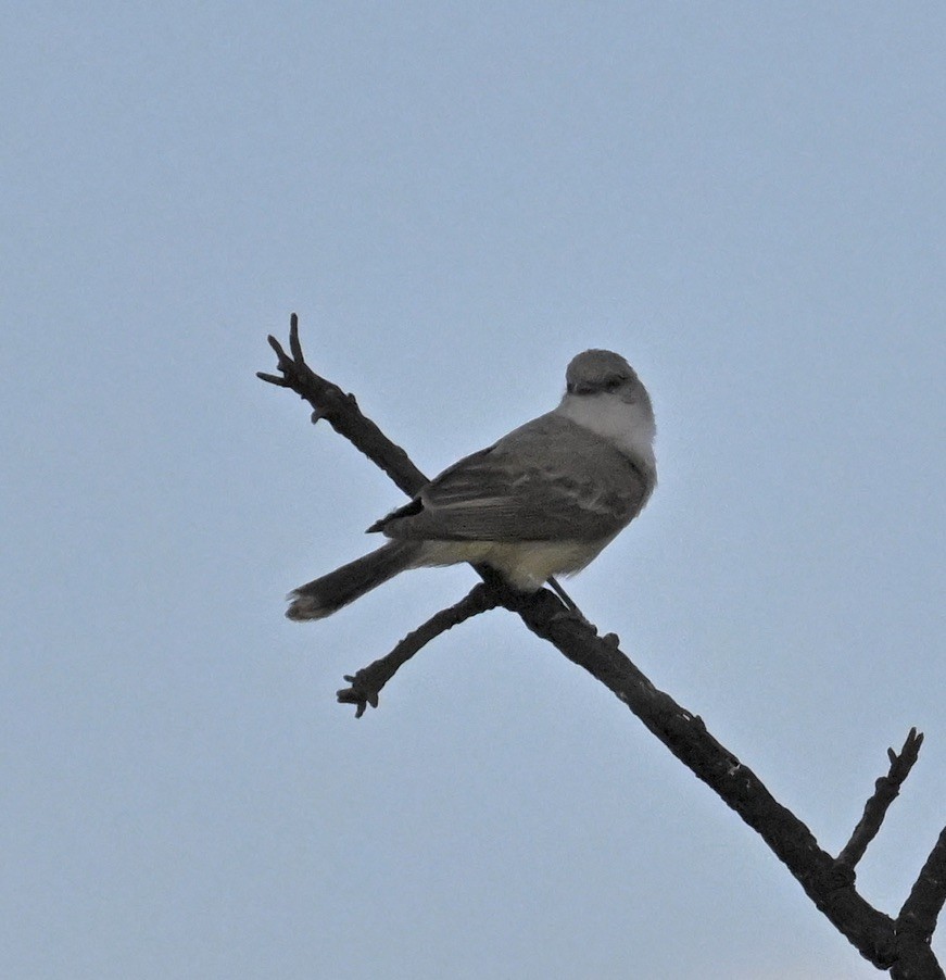 Çapada Tiranuleti - ML643113889