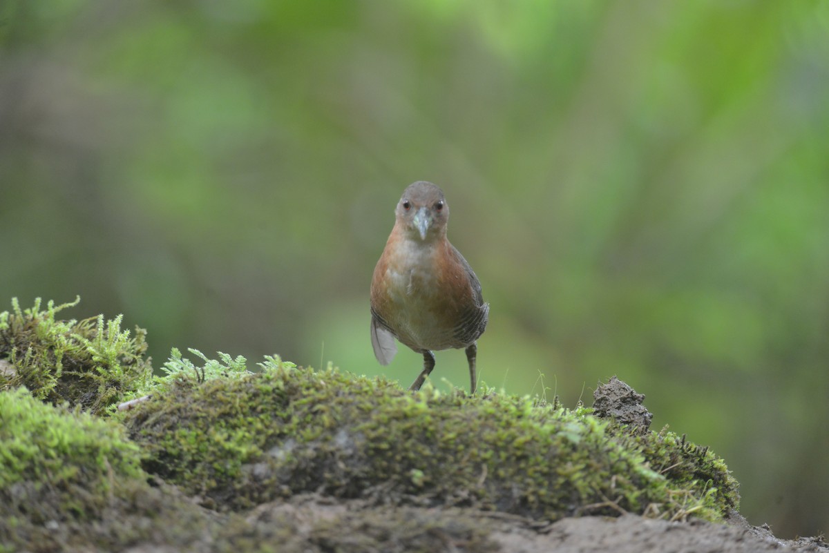 White-throated Crake - ML643113895