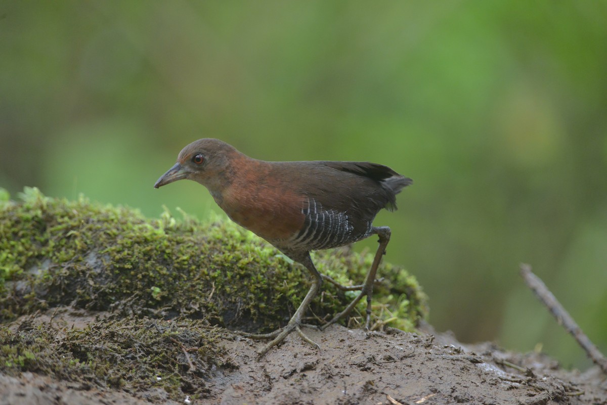 White-throated Crake - ML643113896