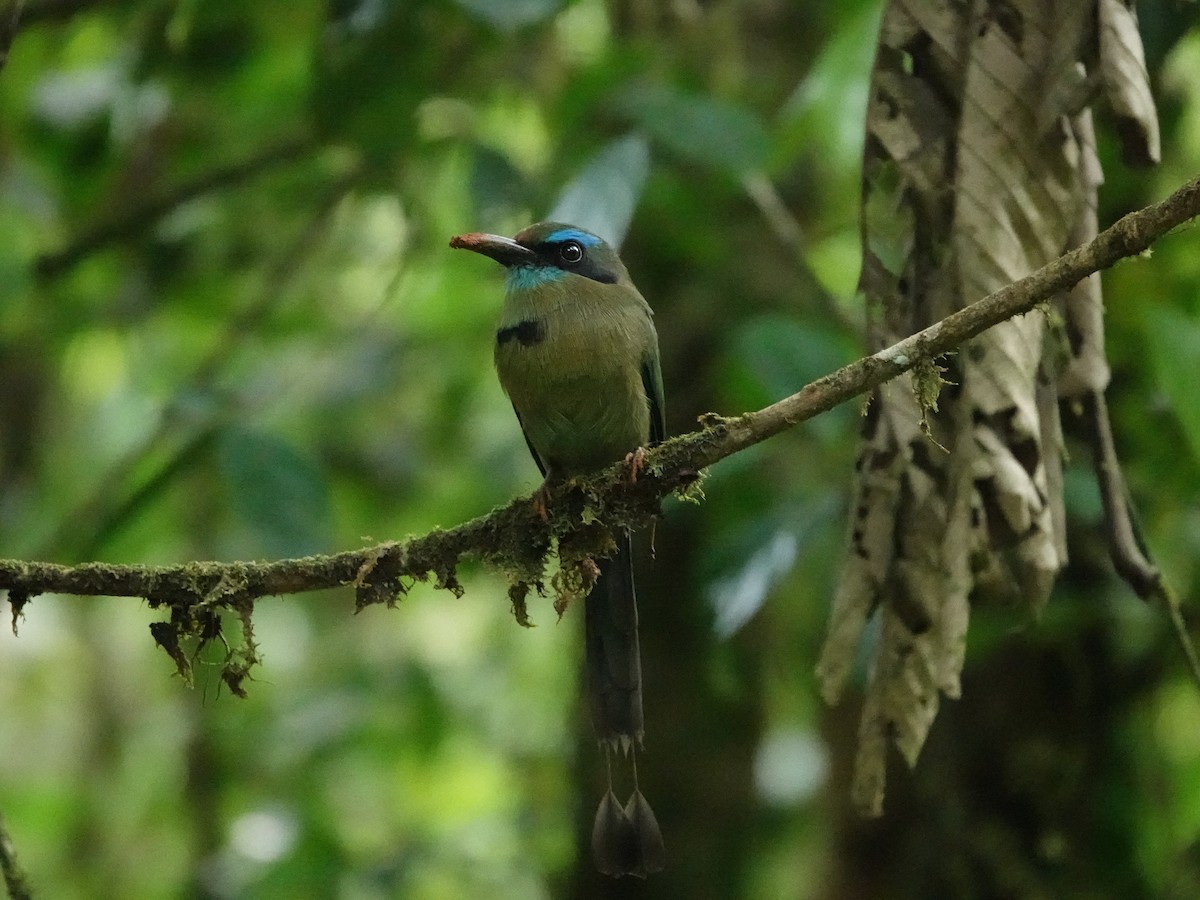 Mavi Kaşlı Motmot - ML643113898