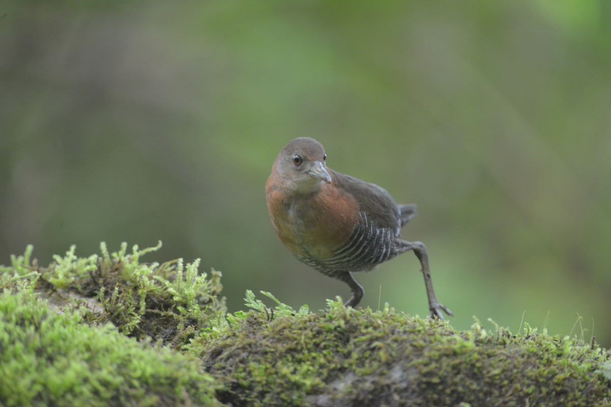 White-throated Crake - ML643113899