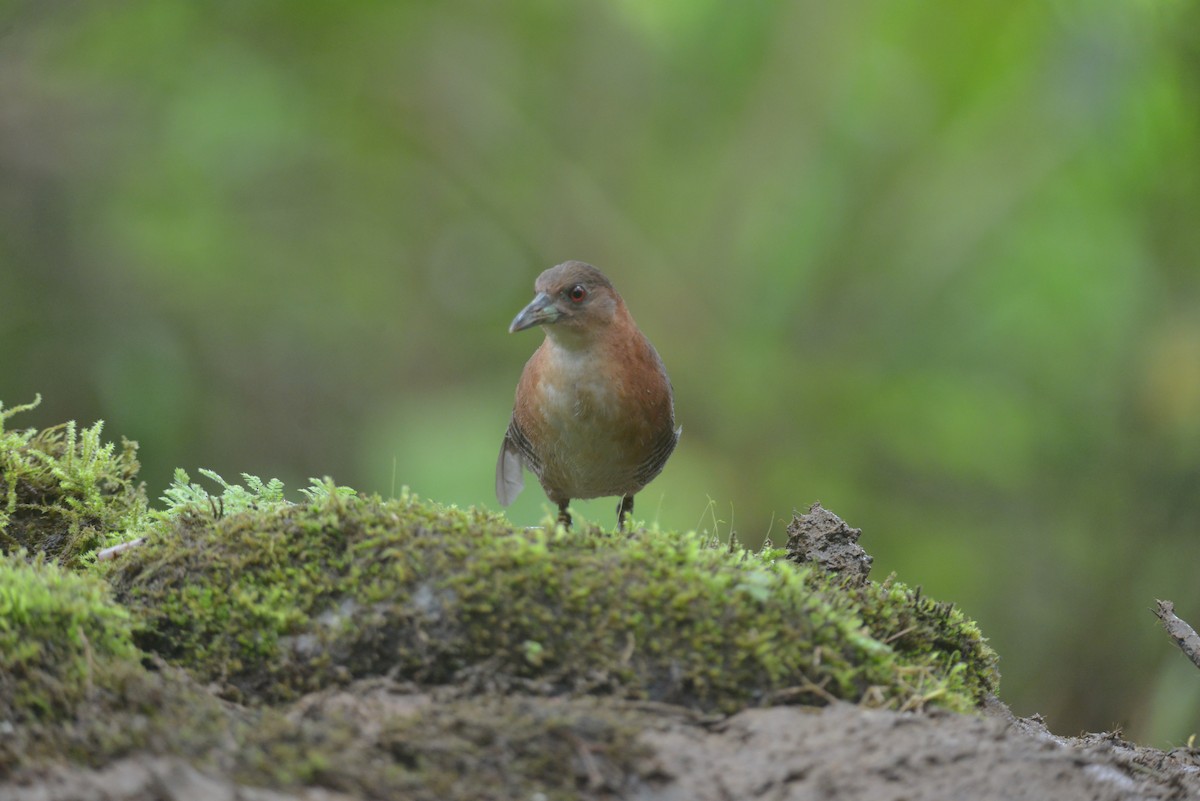White-throated Crake - ML643113900
