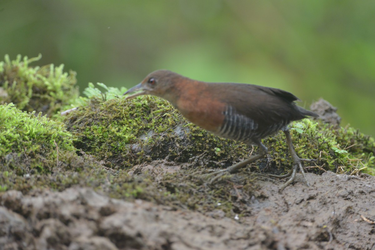 White-throated Crake - ML643113901