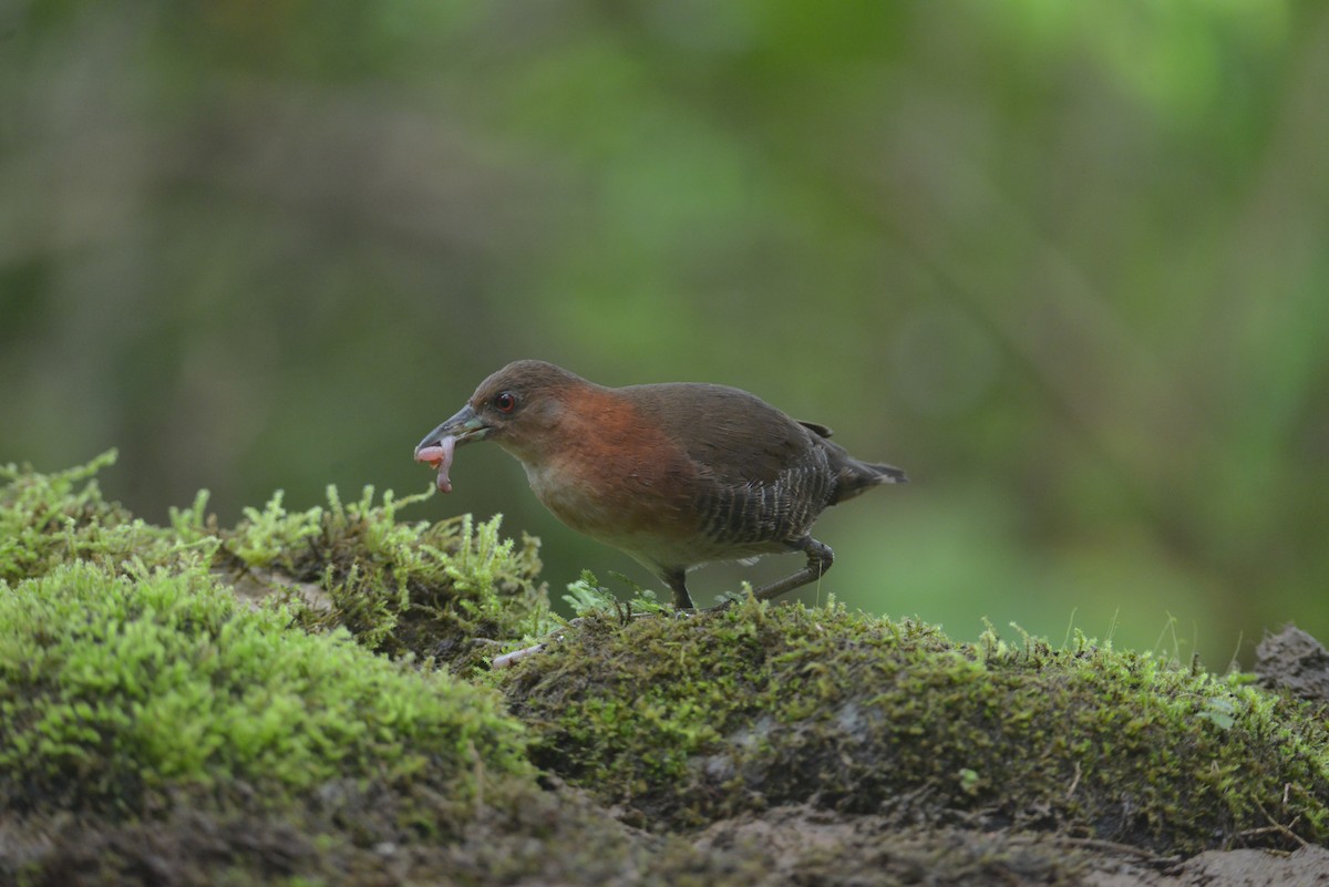 White-throated Crake - ML643113902