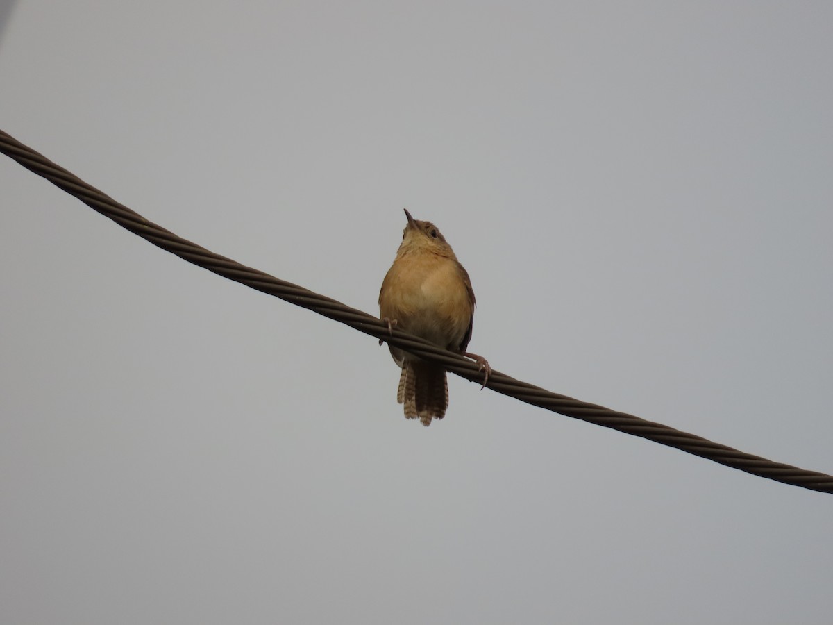 Southern House Wren - ML643113914