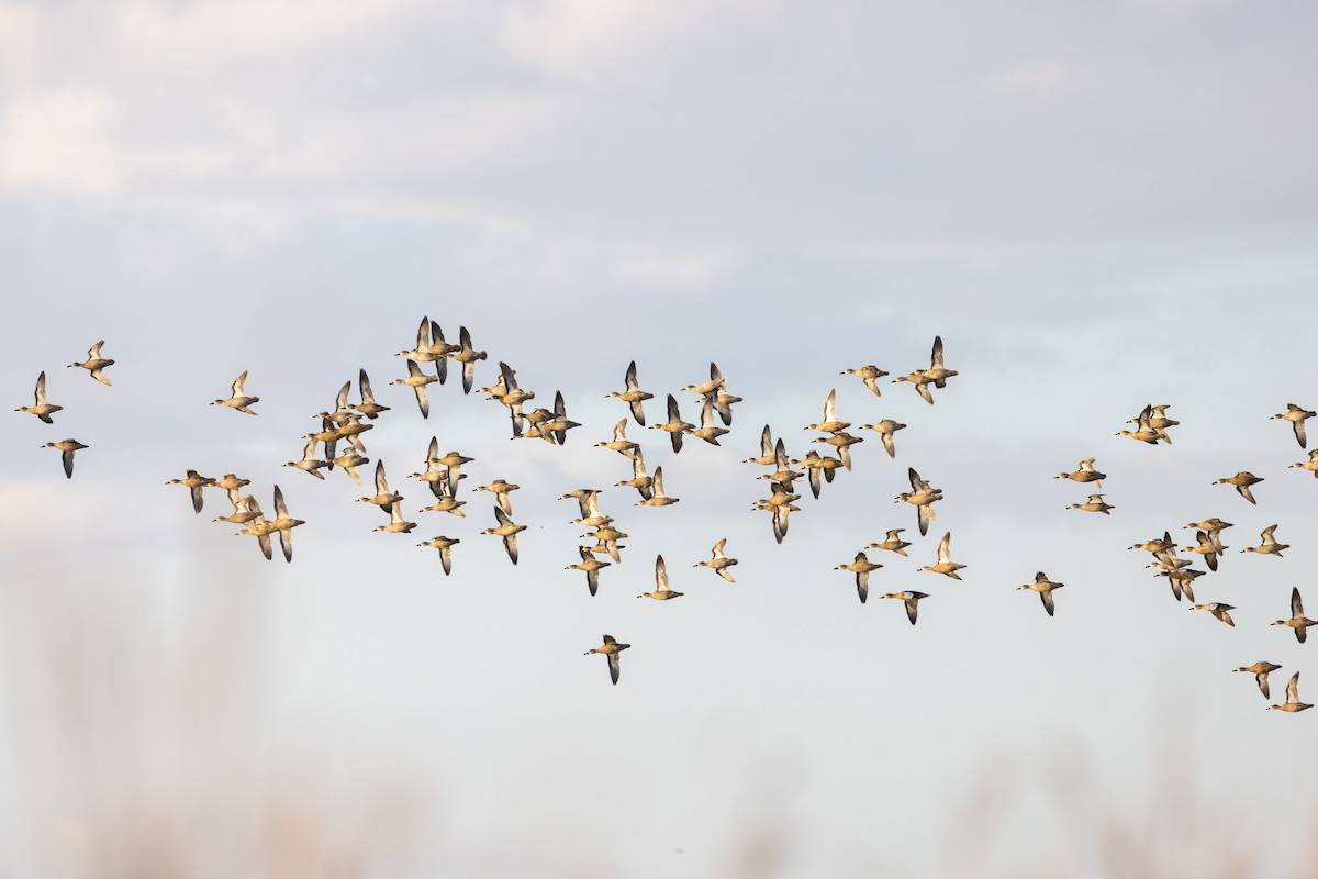 Blue-winged Teal - ML643114037