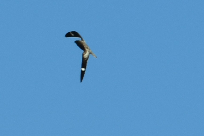Common Nighthawk - ML643114102