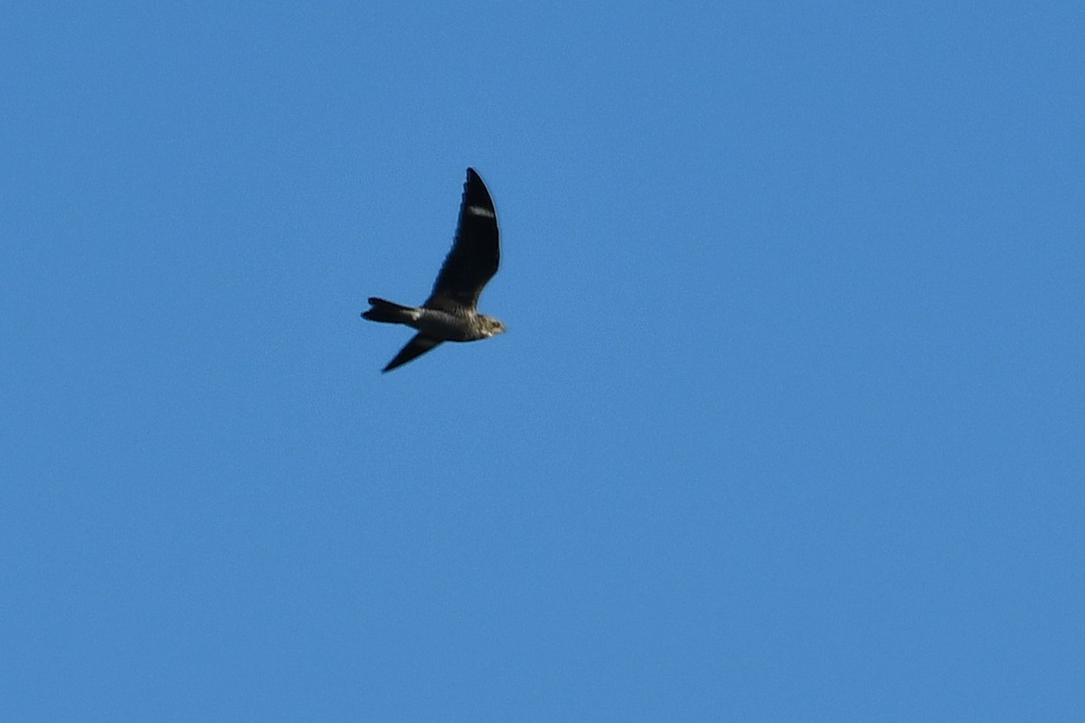 Common Nighthawk - ML643114104