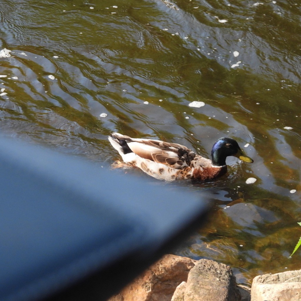 綠頭鴨 - ML643114122