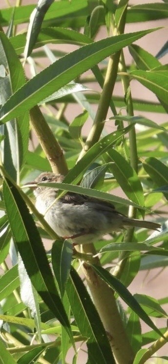 家麻雀 - ML643114136