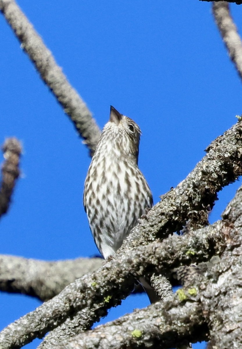 rødkronerosenfink - ML643114154