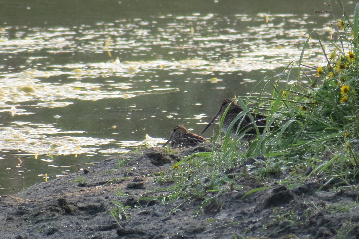 Wilson's Snipe - ML643114160