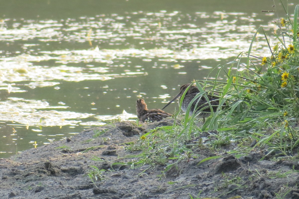Wilson's Snipe - ML643114161
