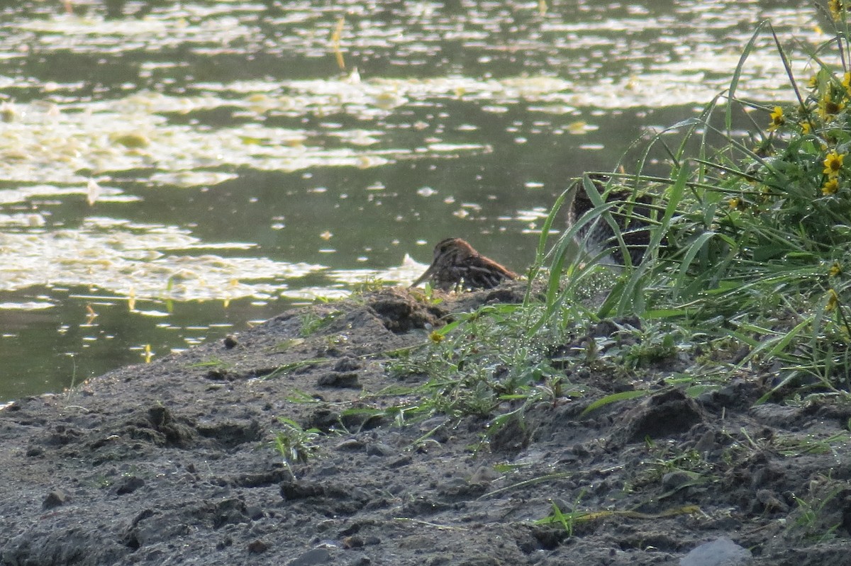 Wilson's Snipe - ML643114163