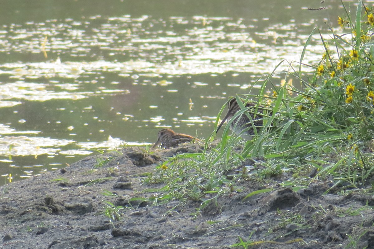 Wilson's Snipe - ML643114167