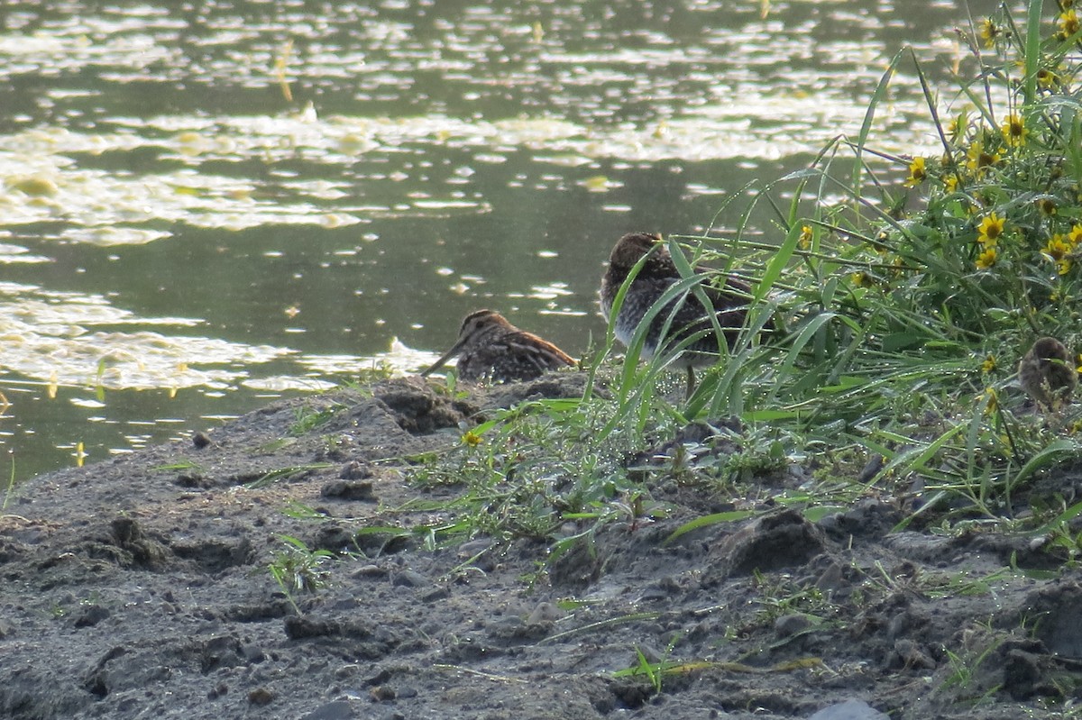 Wilson's Snipe - ML643114168