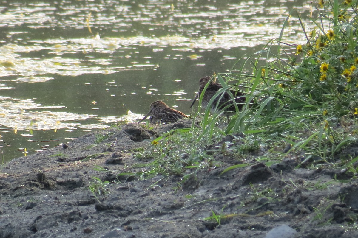 Wilson's Snipe - ML643114169