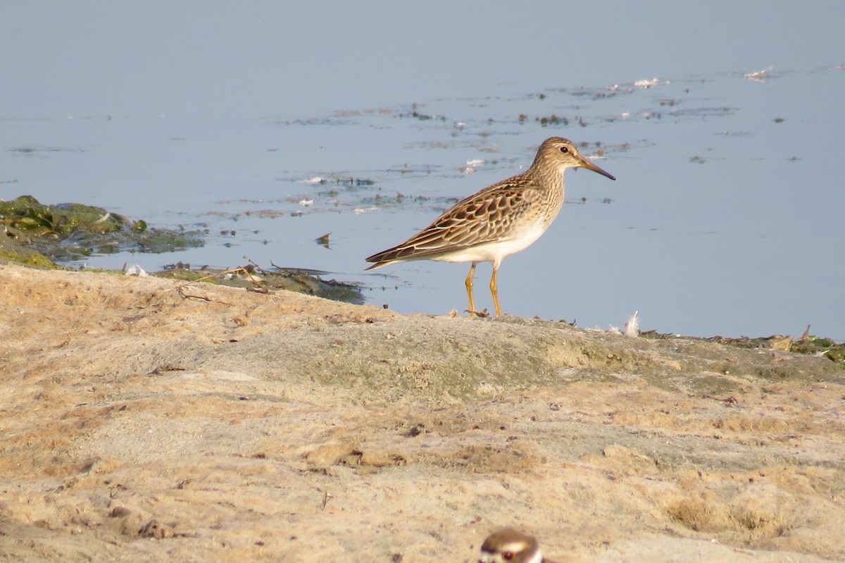 Pectoral Sandpiper - ML643114190