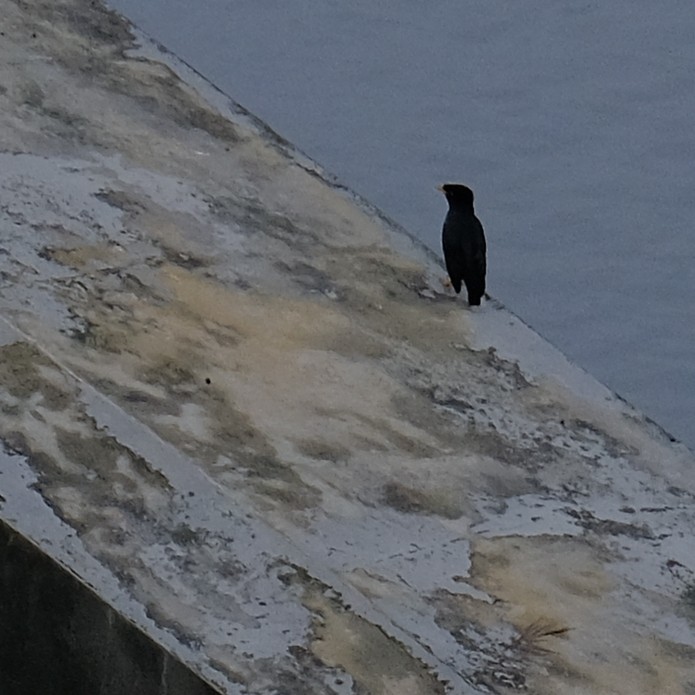 Javan Myna - ML643114199