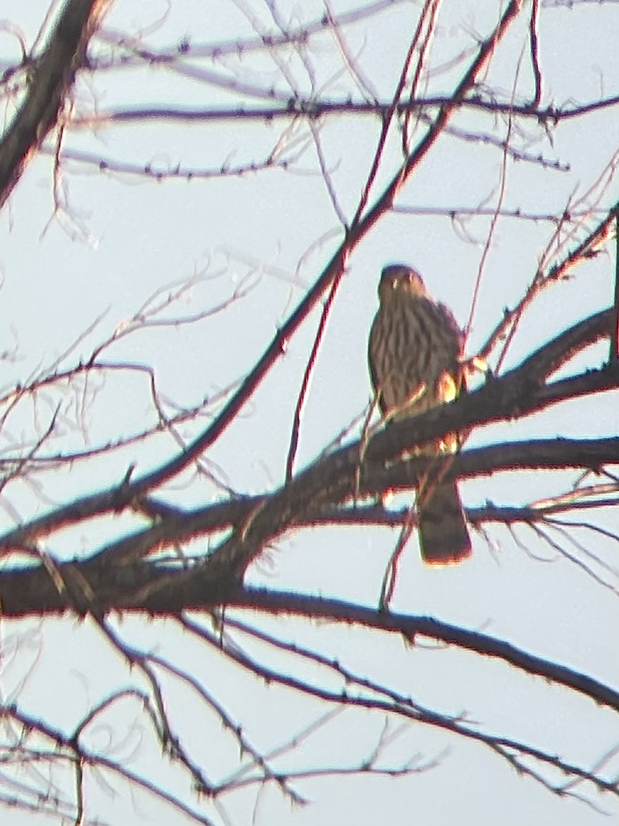 Sharp-shinned Hawk - ML643114216