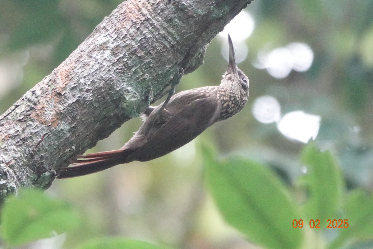 Cocoa Woodcreeper - ML643114221