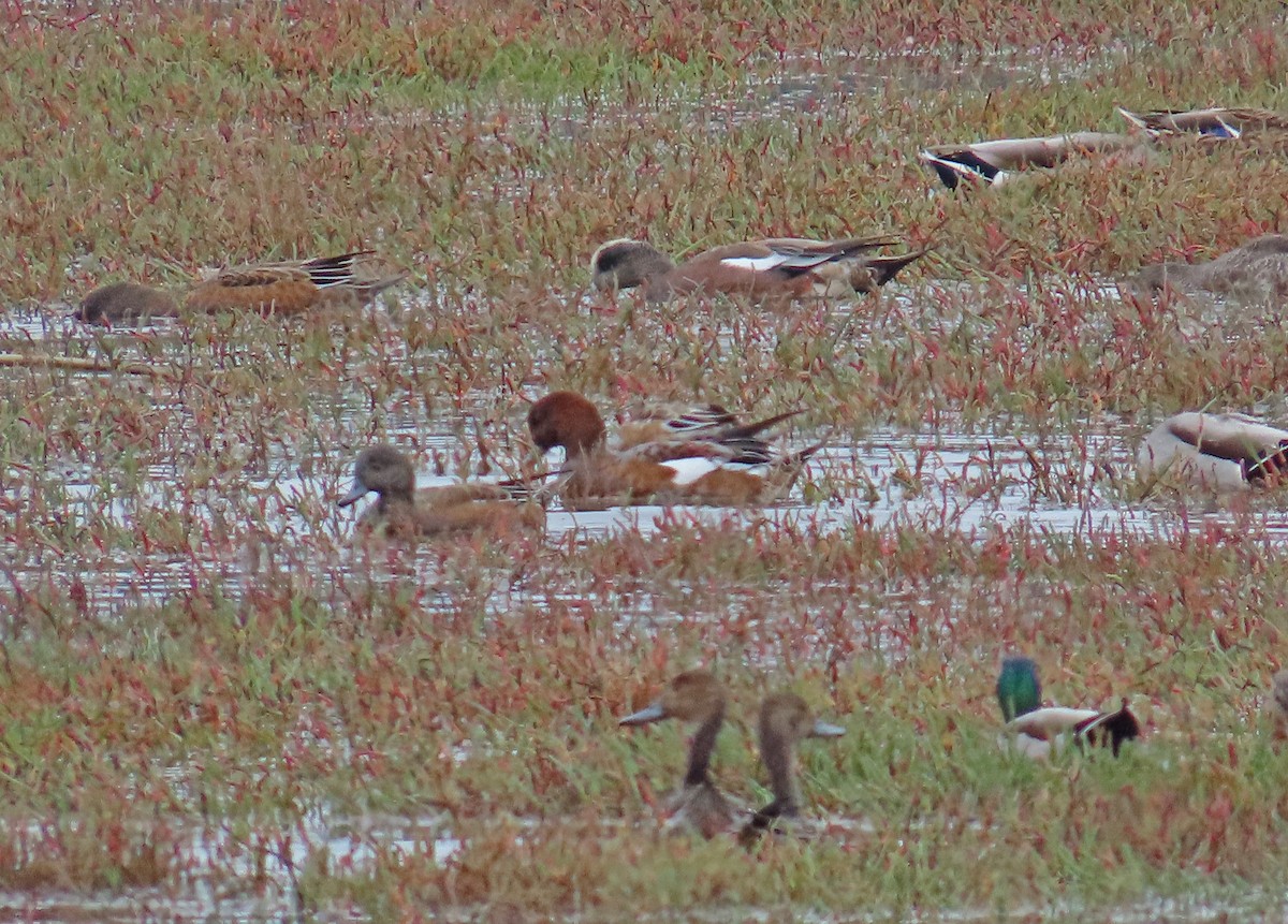 Eurasian Wigeon - ML643114241