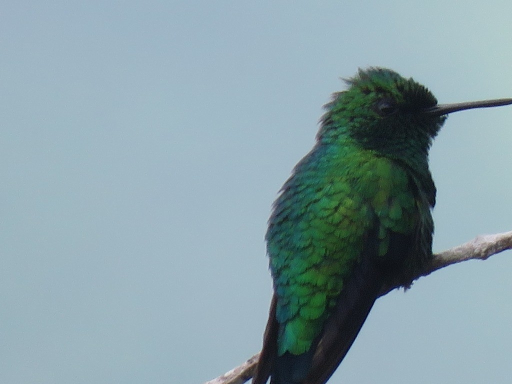 Western Emerald - ML643114254