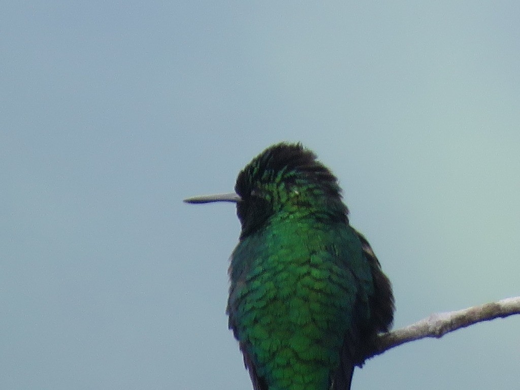 Western Emerald - ML643114255