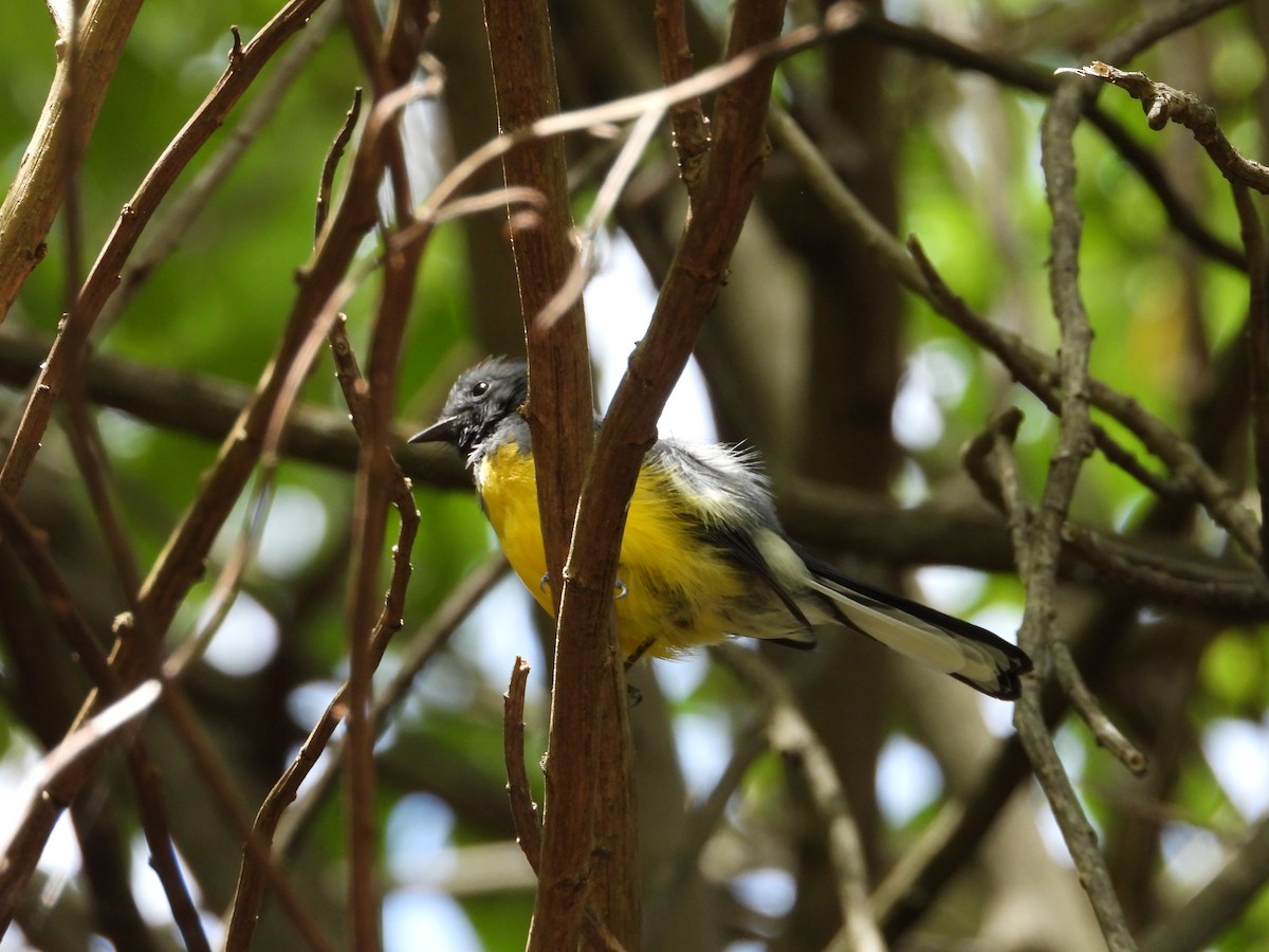 Slate-throated Redstart - ML643114259