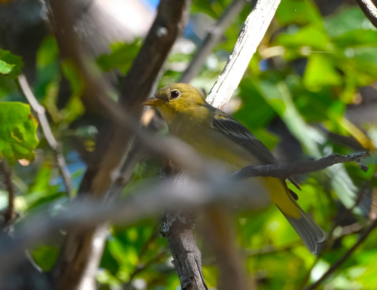 Western Tanager - ML643114265