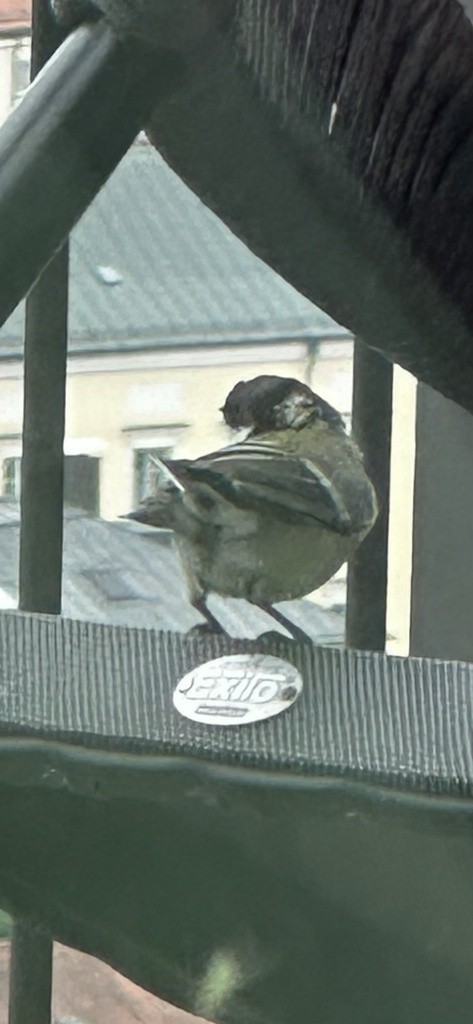Great Tit - ML643114278