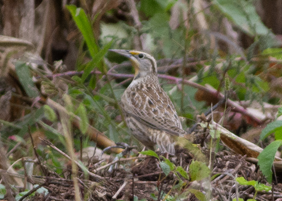 Western Meadowlark - ML643114284