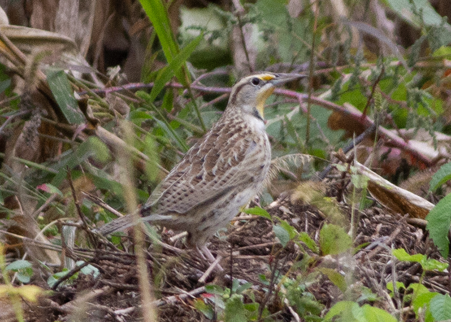Western Meadowlark - ML643114285