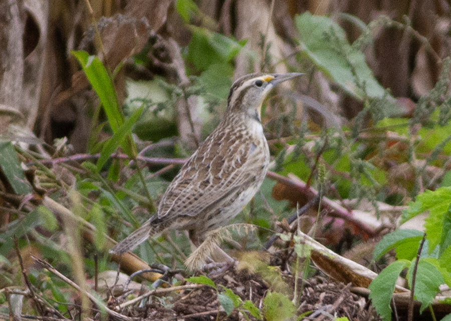 Western Meadowlark - ML643114286