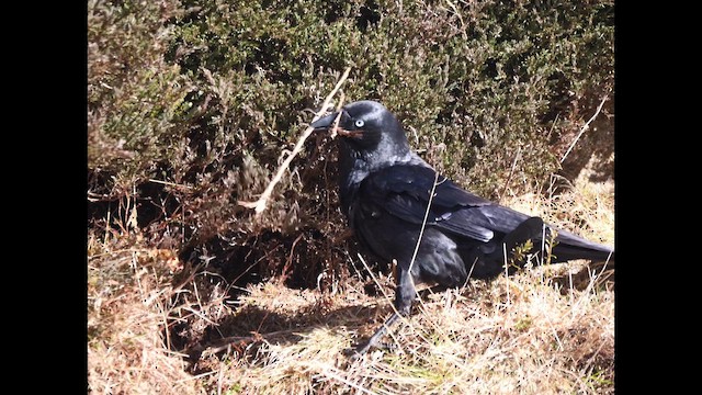 Little Raven - ML643114308