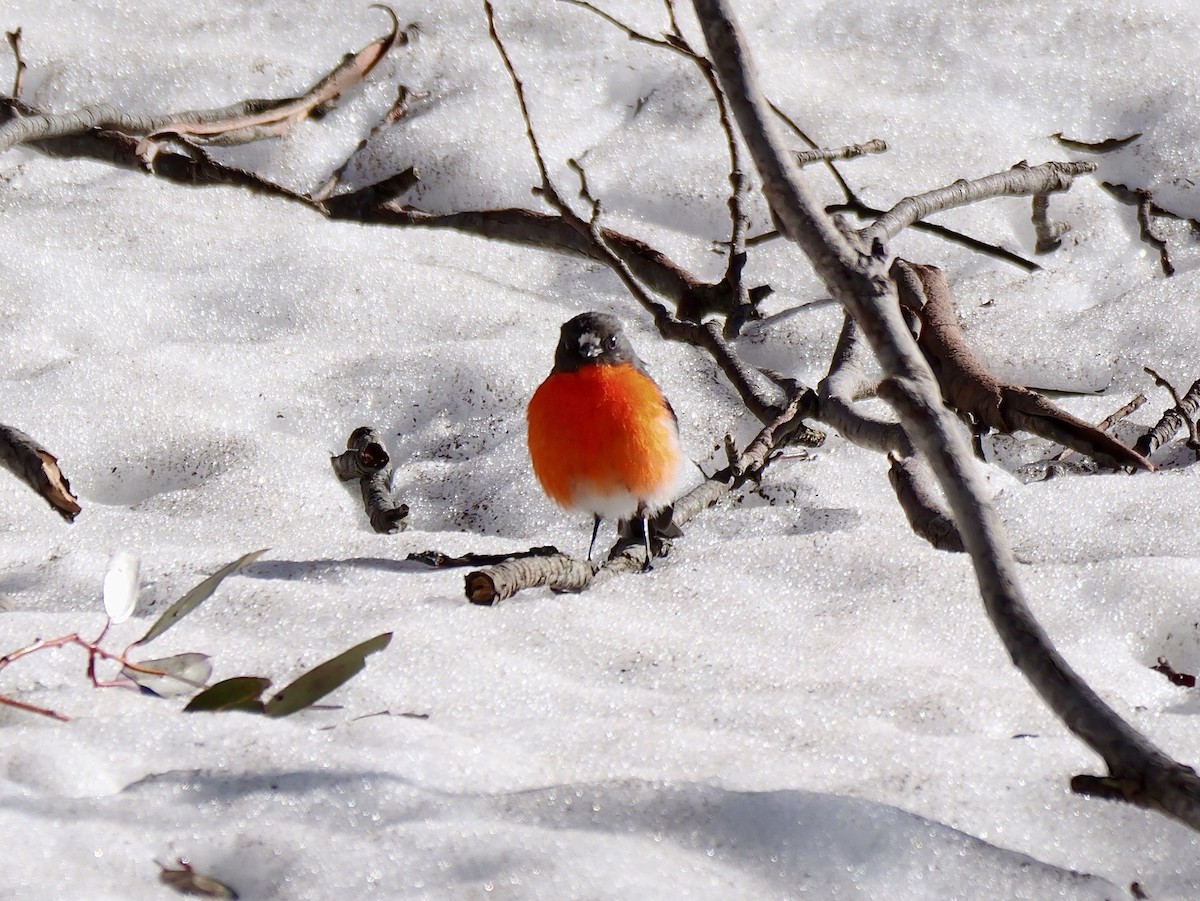 Flame Robin - ML643114316