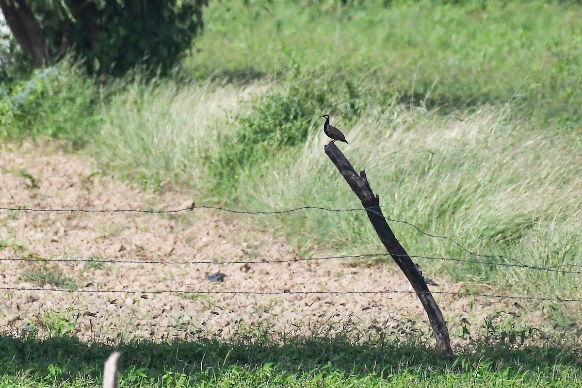 Francolin noir - ML643114326