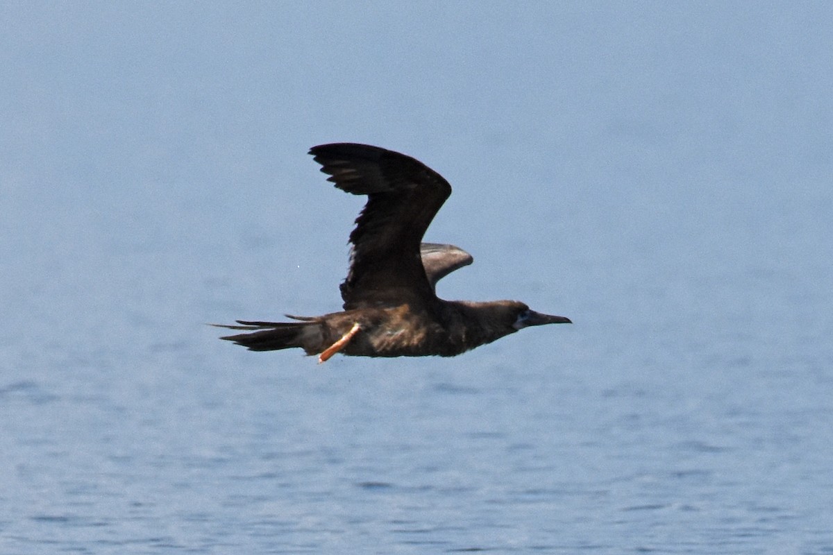 Red-footed Booby - ML643114354