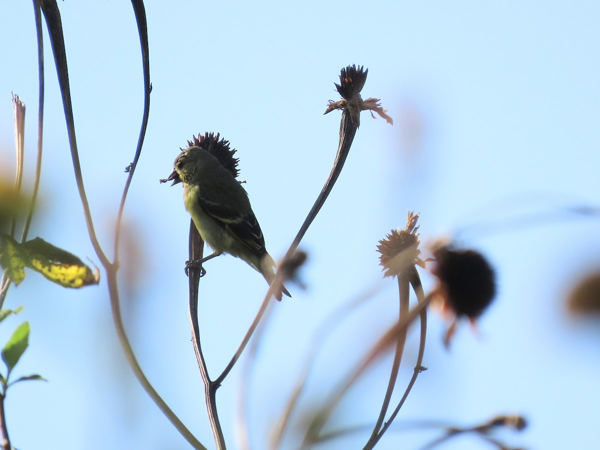 Yellow-faced Siskin - ML643114356