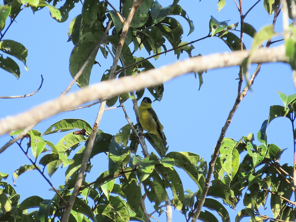 Yellow-faced Siskin - ML643114357
