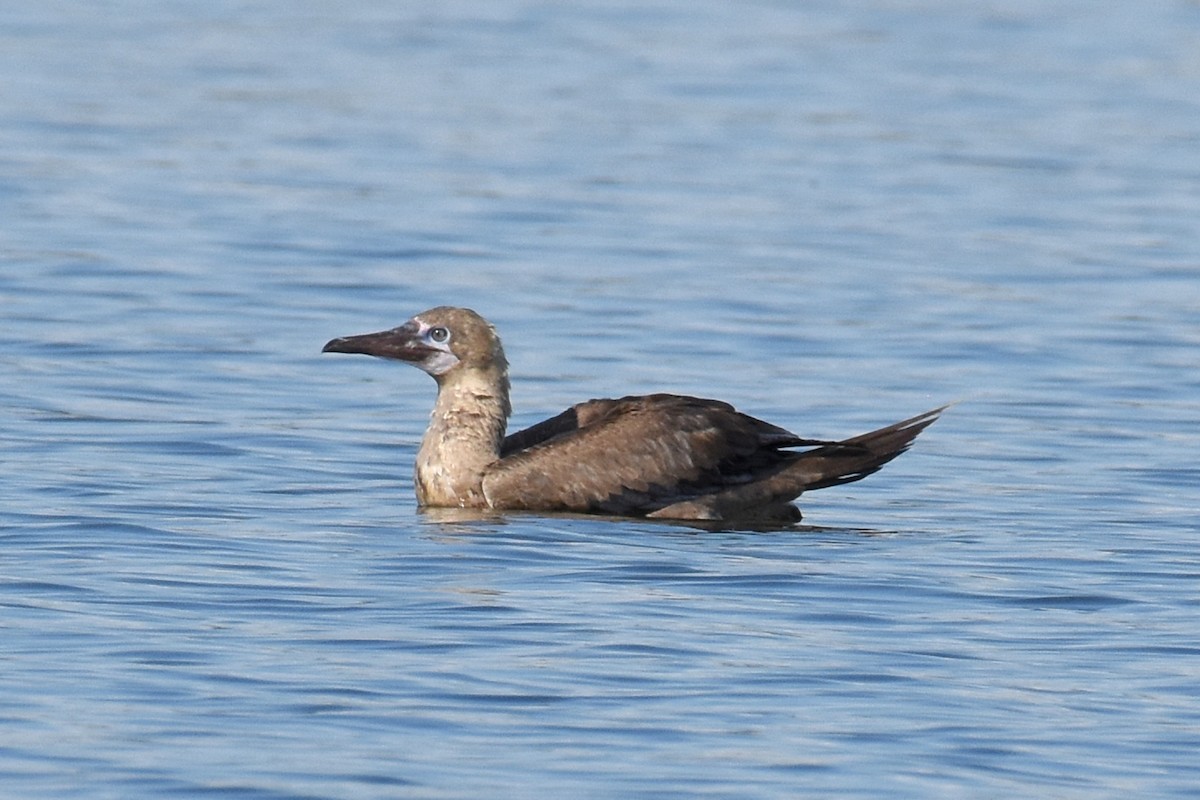 Red-footed Booby - ML643114360