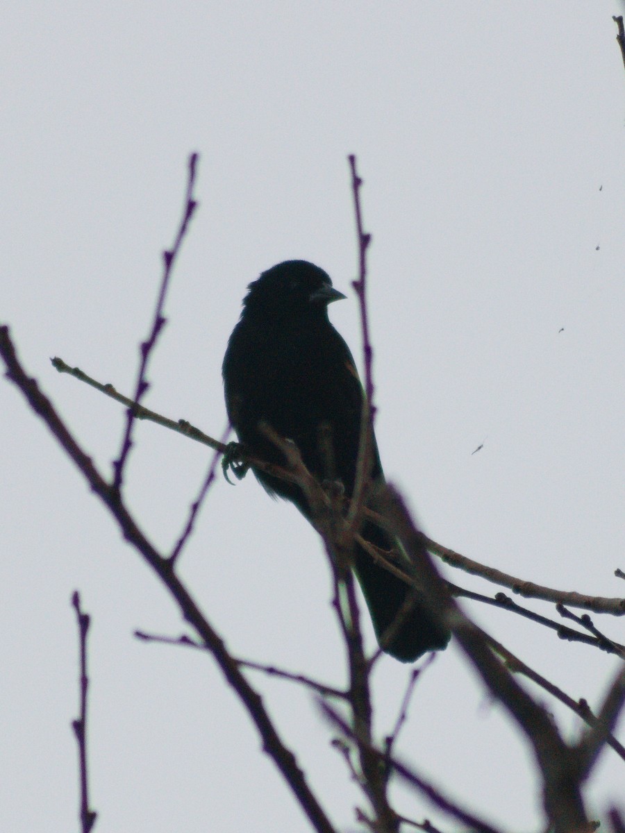 Red-winged Blackbird - ML643114361
