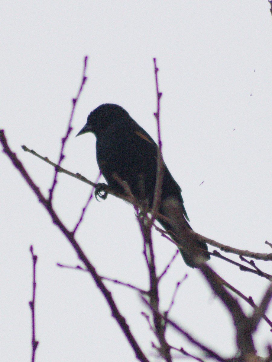 Red-winged Blackbird - ML643114362